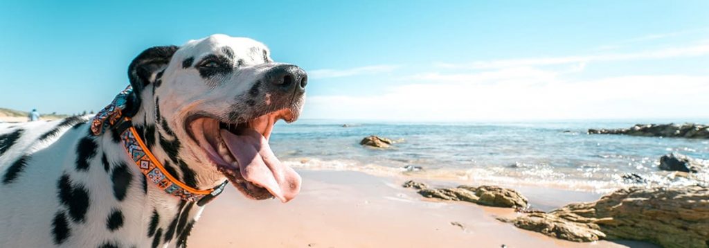 summer-beach-dog