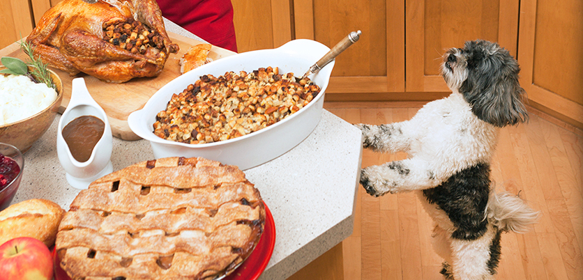 Kitchen Dog Banner Thanksgiving Dog Food